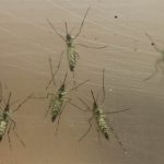 Zika Mosquitoes Brazil