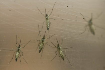 Zika Mosquitoes Brazil