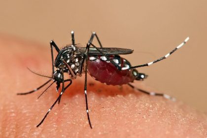 Aedes aegypti Feeding